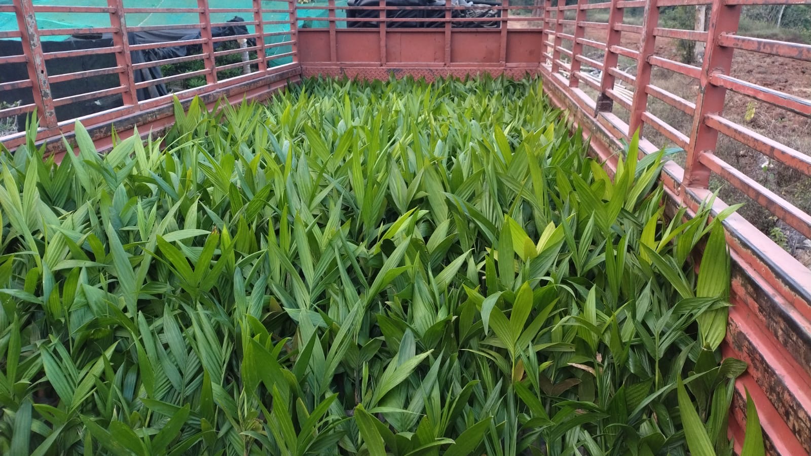 Truck loaded with wholesale saplings for delivery across India
