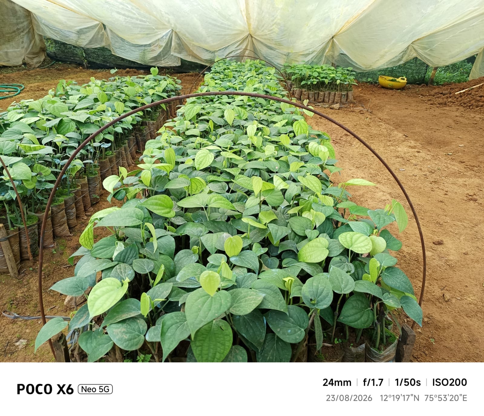 Black pepper cuttings in nursery tunnel