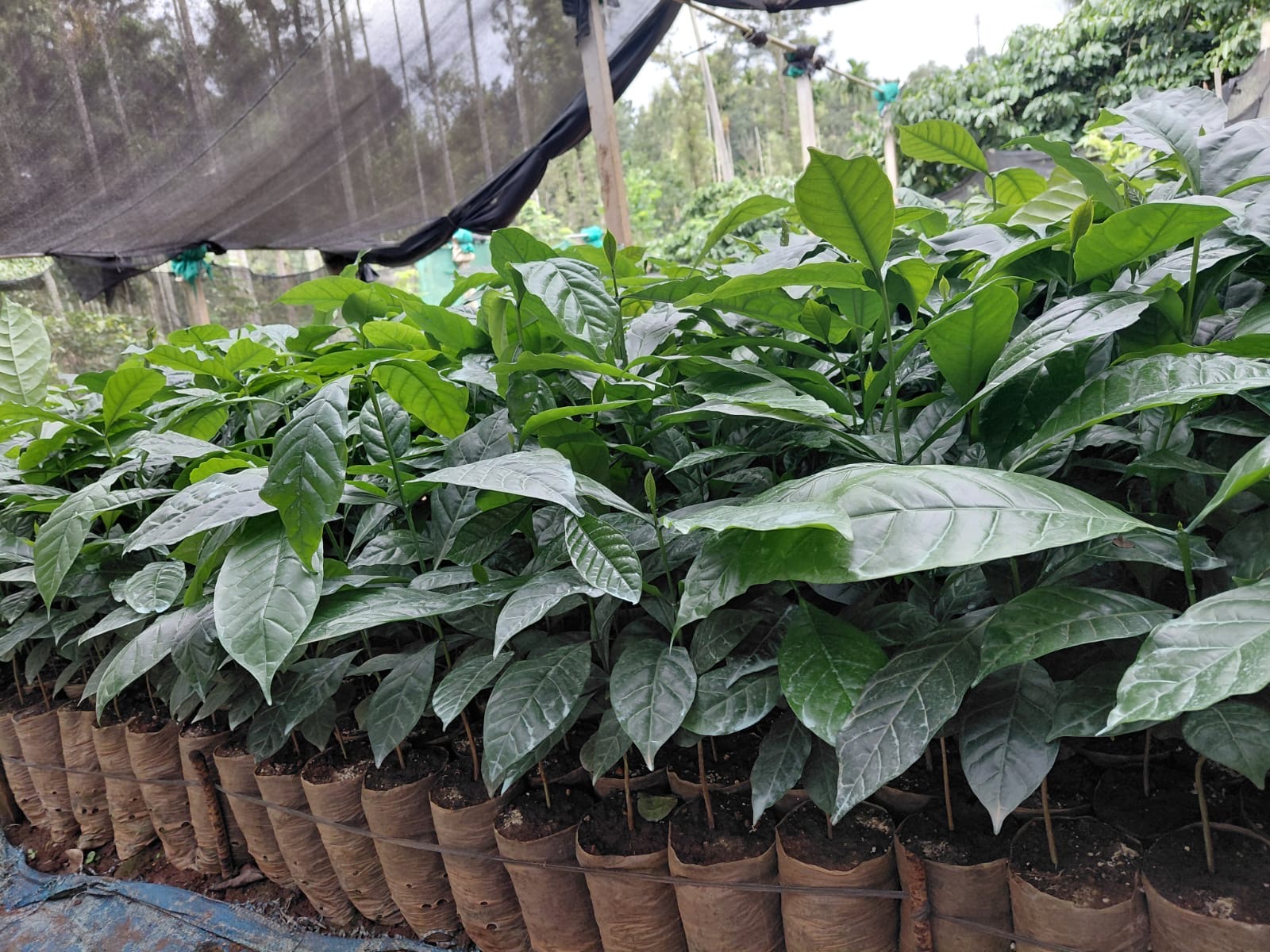 Coffee seedlings in polybags in Kodagu
