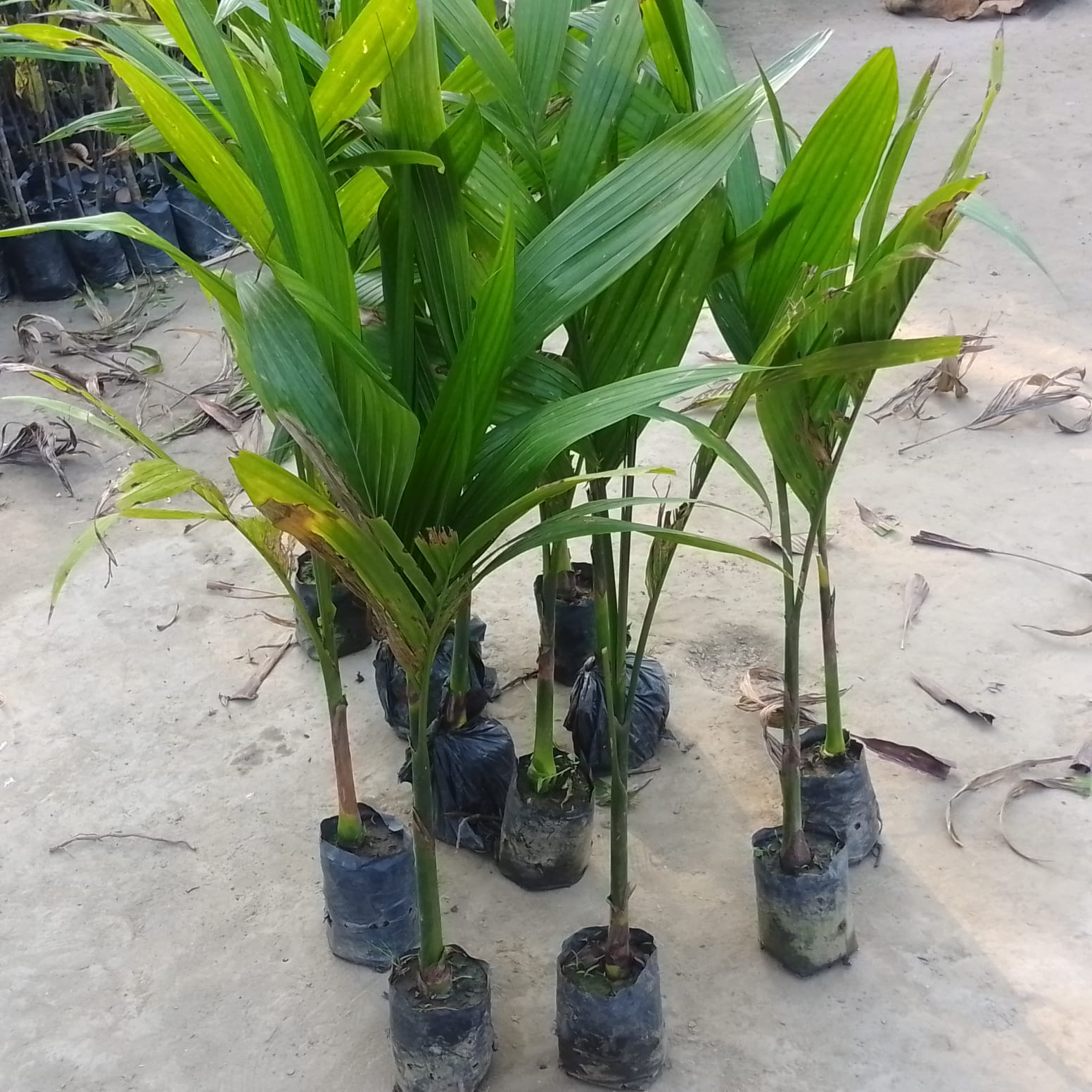 Areca seedlings close-up