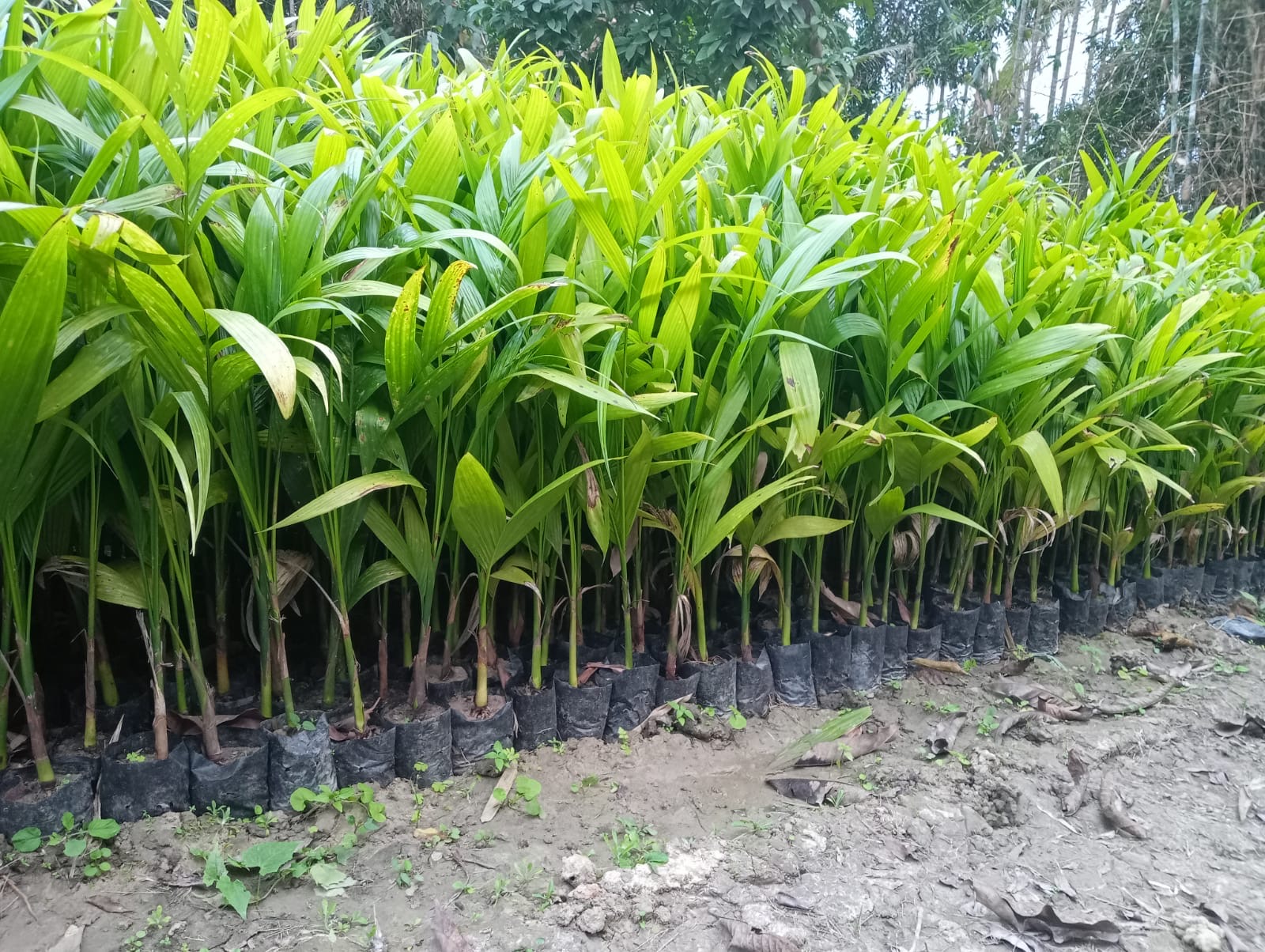 Nursery grown areca nut palms
