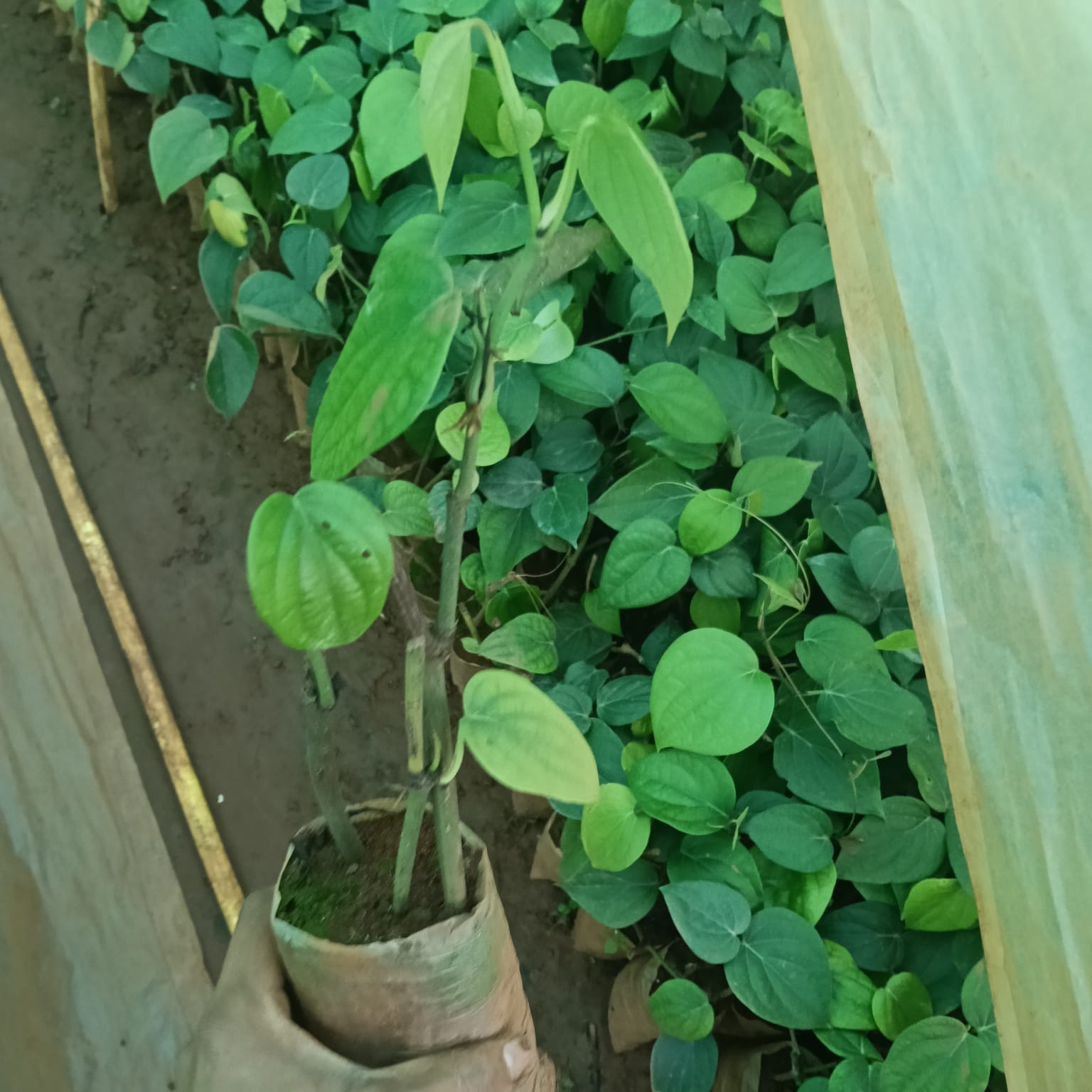 Pepper rooted cutting in bag
