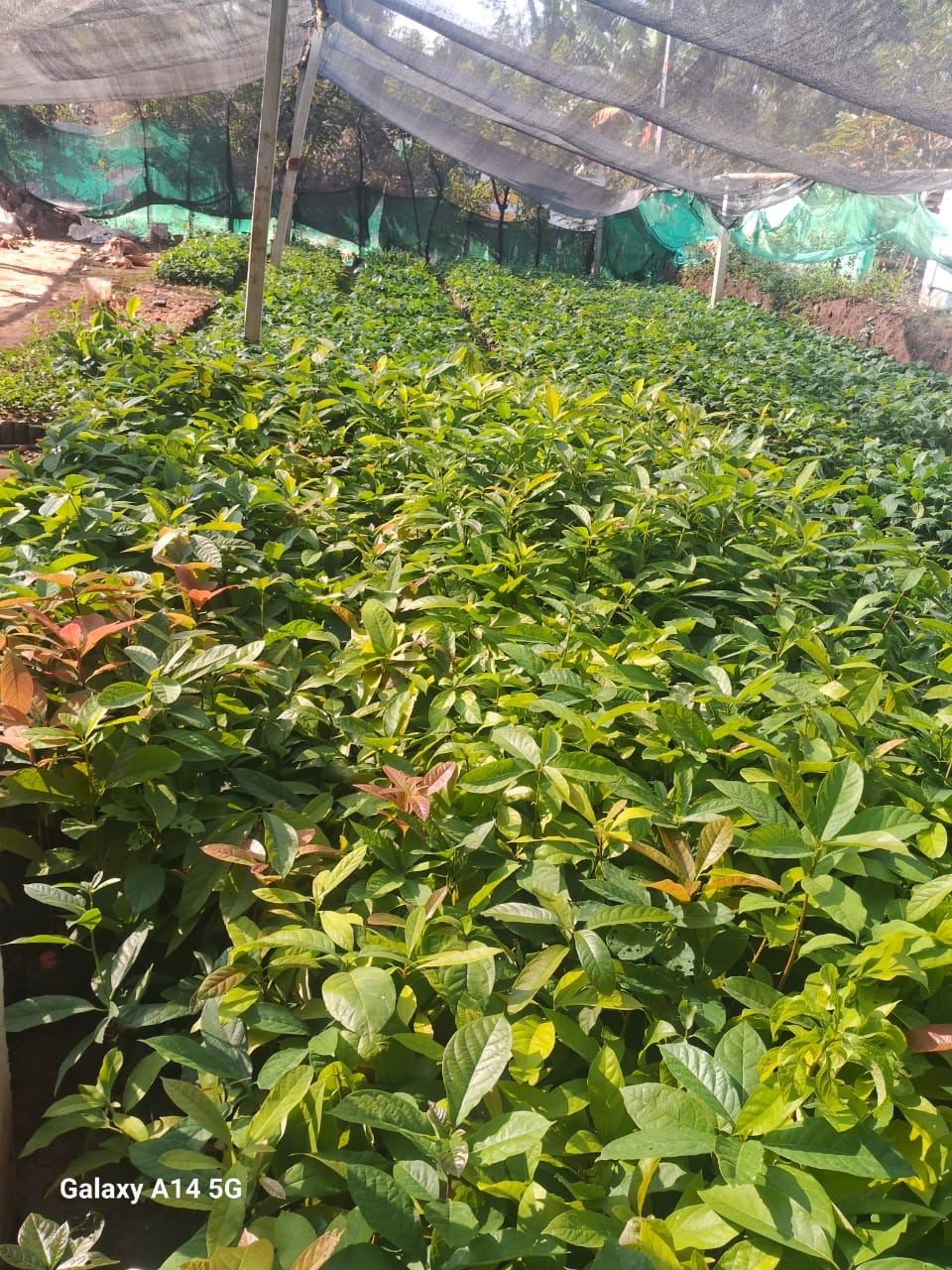 Nursery avocado beds