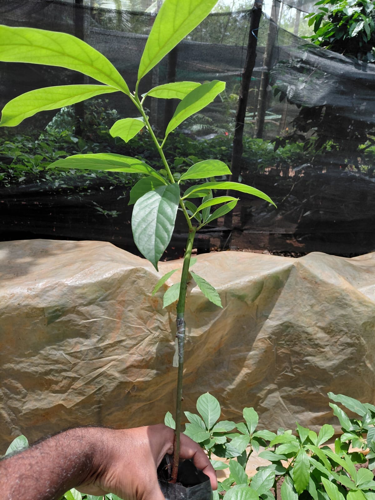 Grafted avocado plants in nursery bags