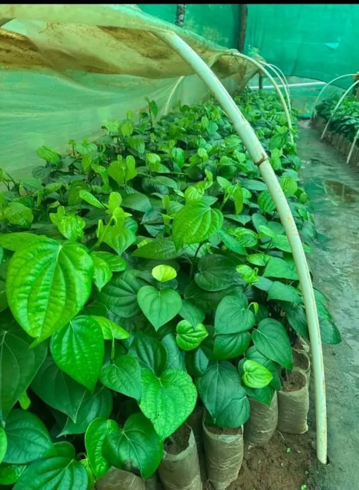Pepper hoop house