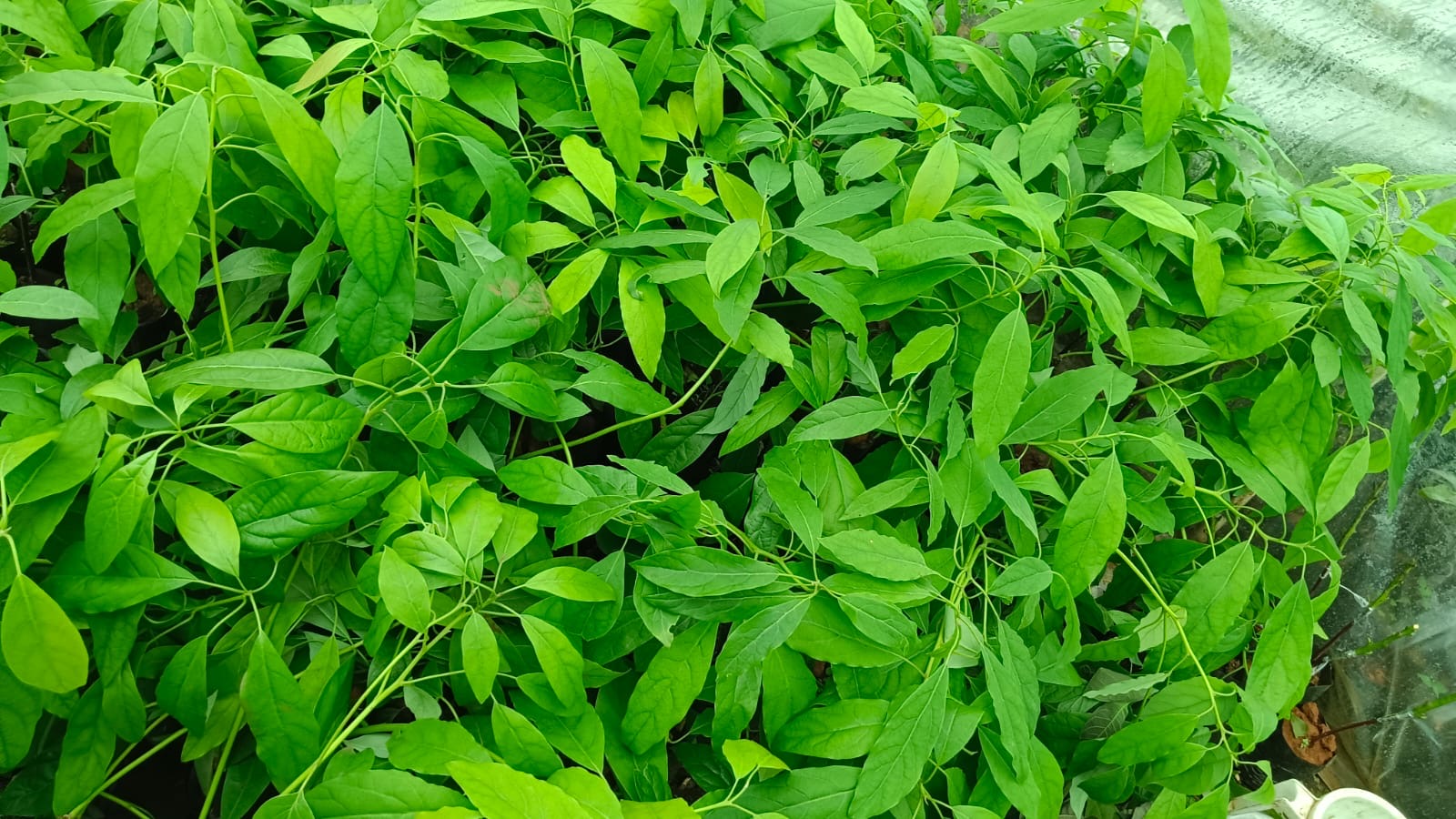 Other plantation plants