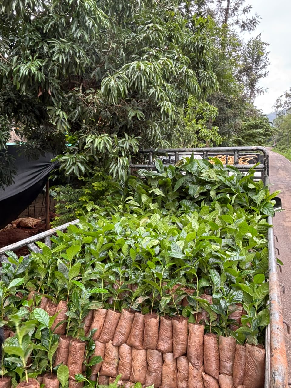 Pickup truck stacked with nursery plants ready for wholesale delivery