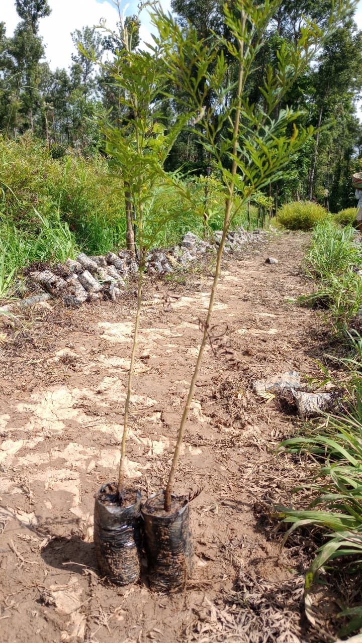 Silver oak saplings at nursery