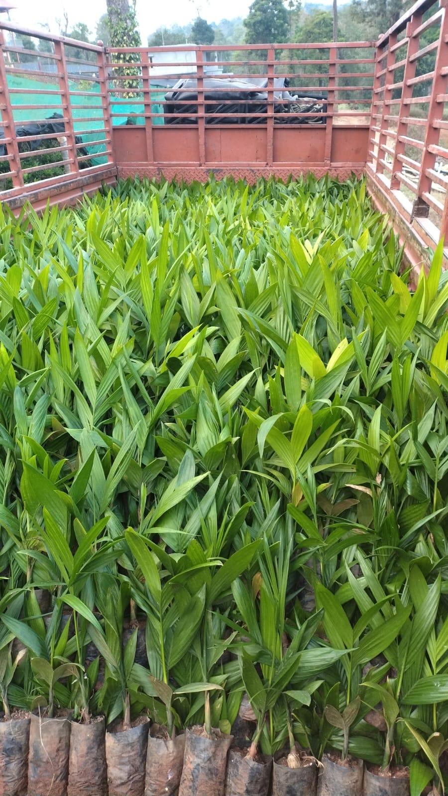 Commercial truck dispatch of plants