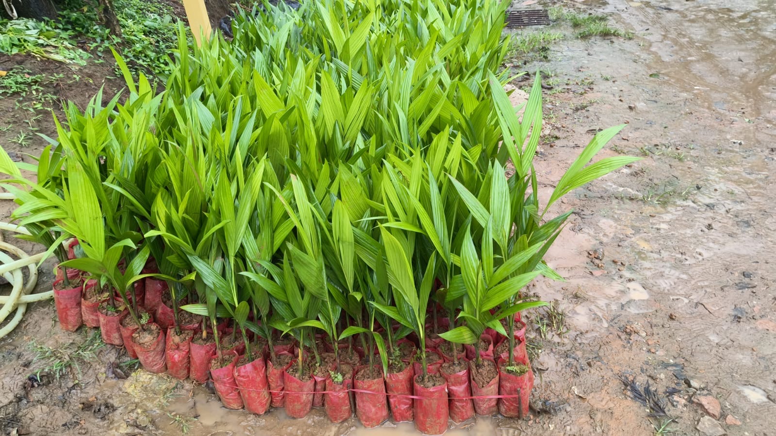 Areca plants in transport bags