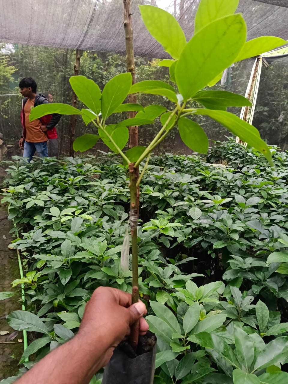 Green Nest Nursery team inspecting avocado graft