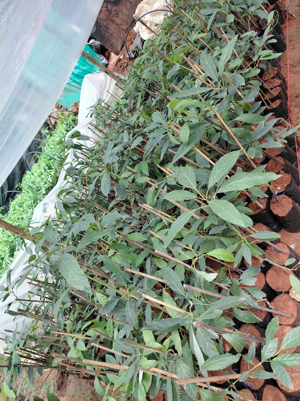 Avocado Saplings with Stakes