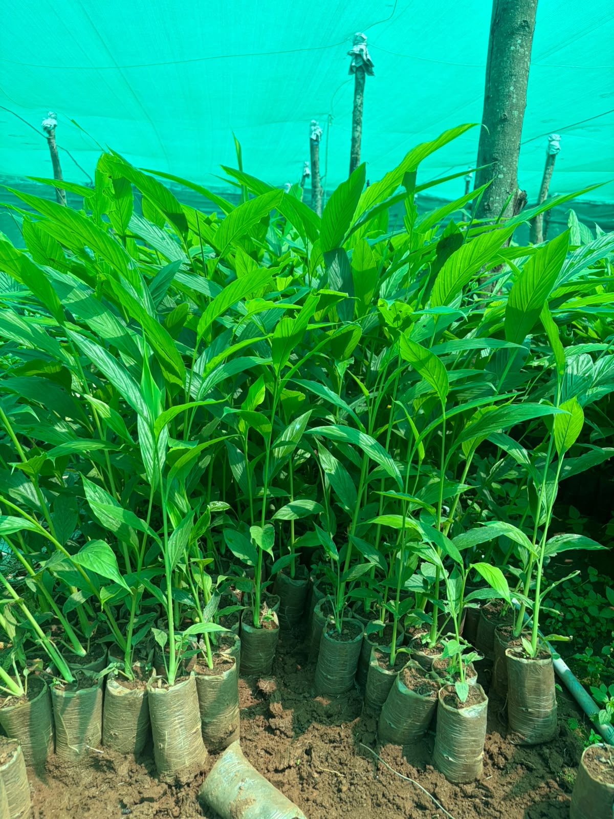 Cardamom nursery plants under shade net