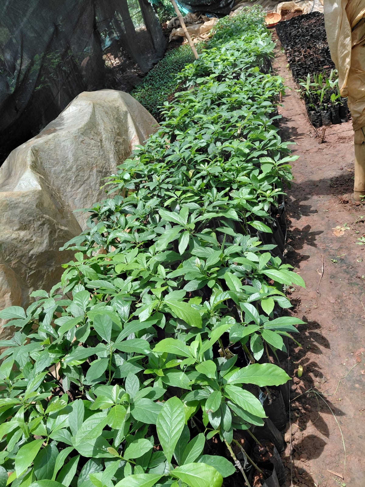 Avocado Nursery Beds