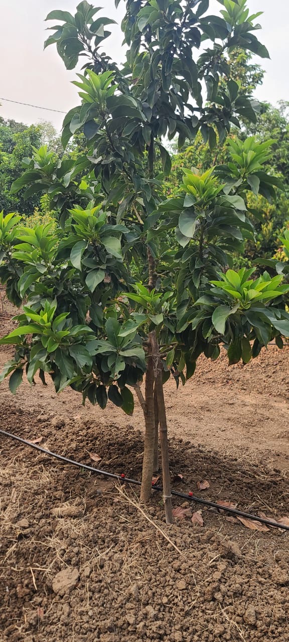 Planted avocado tree with drip