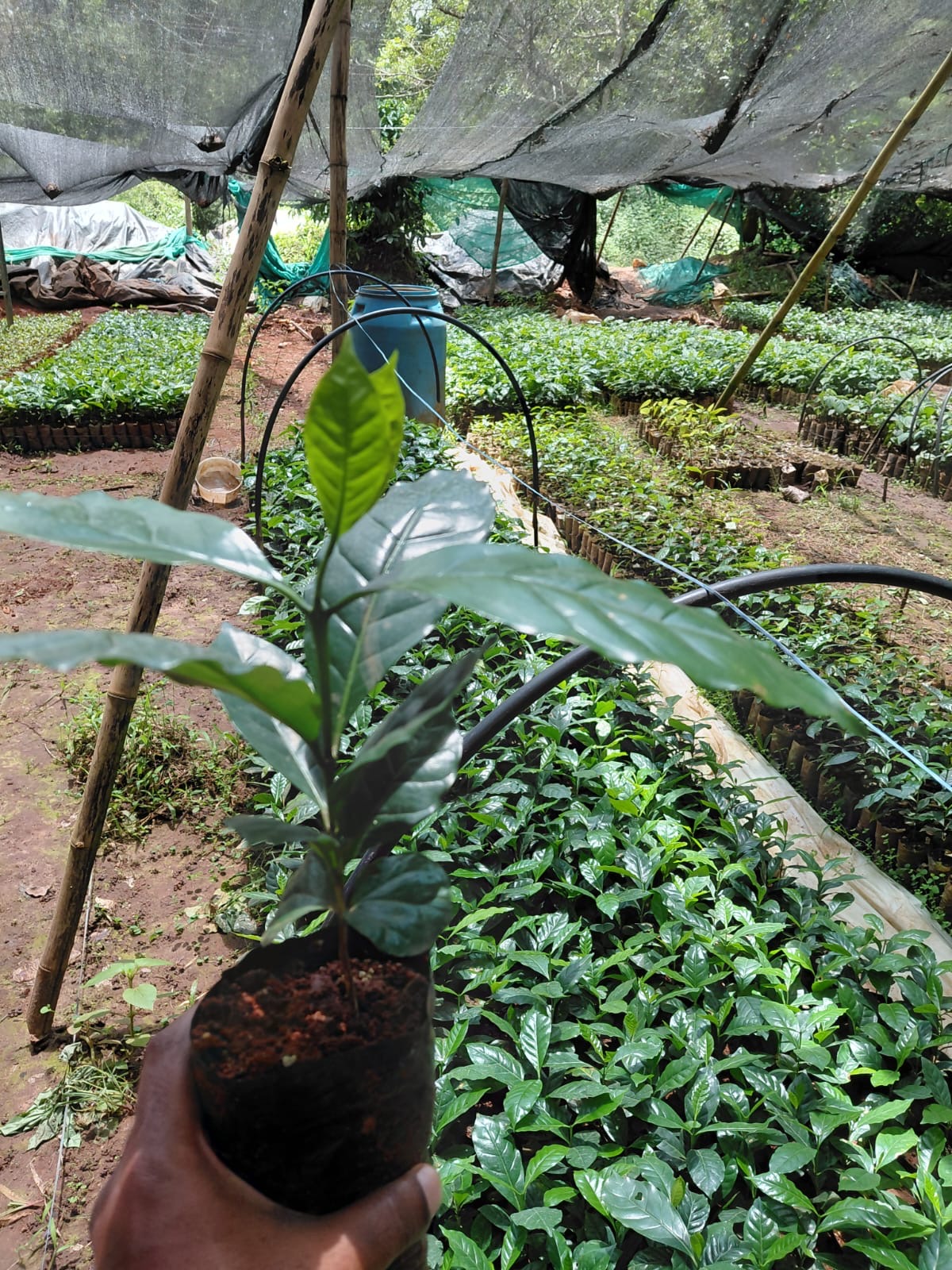 Holding coffee plant