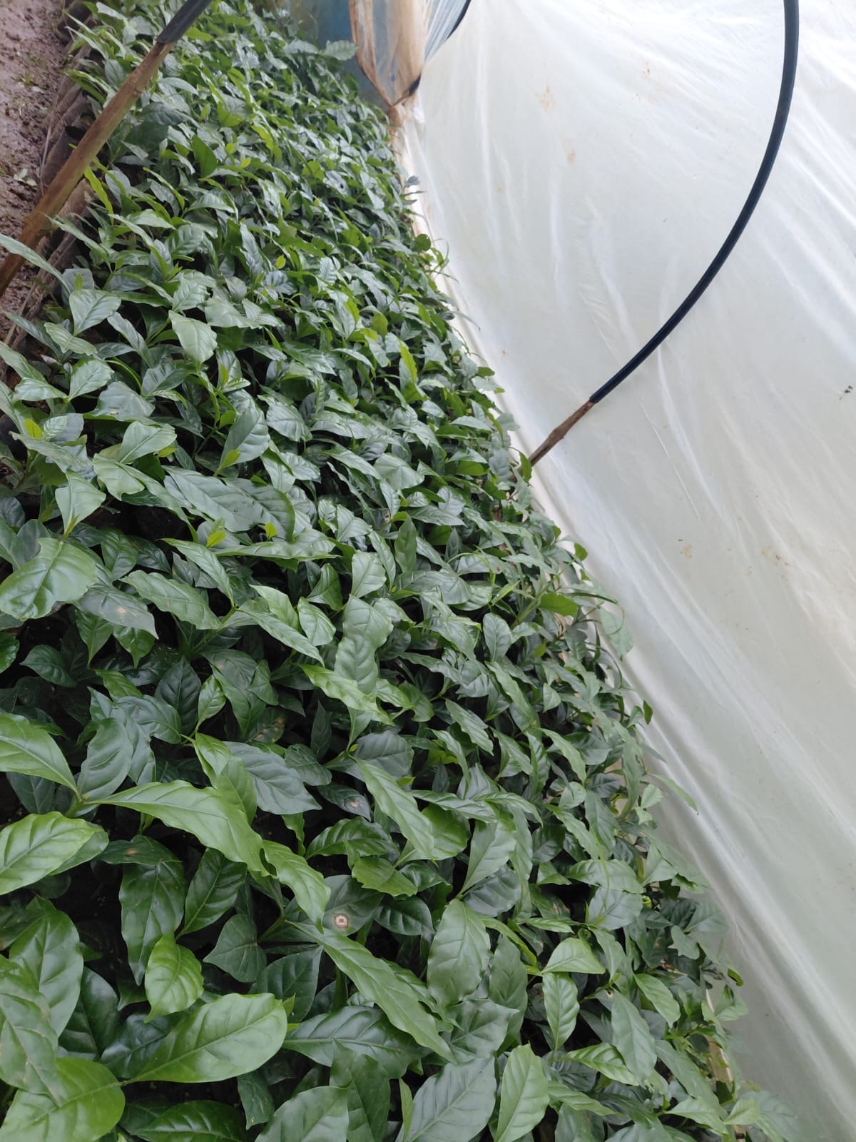 Coffee Polyhouse Tunnel