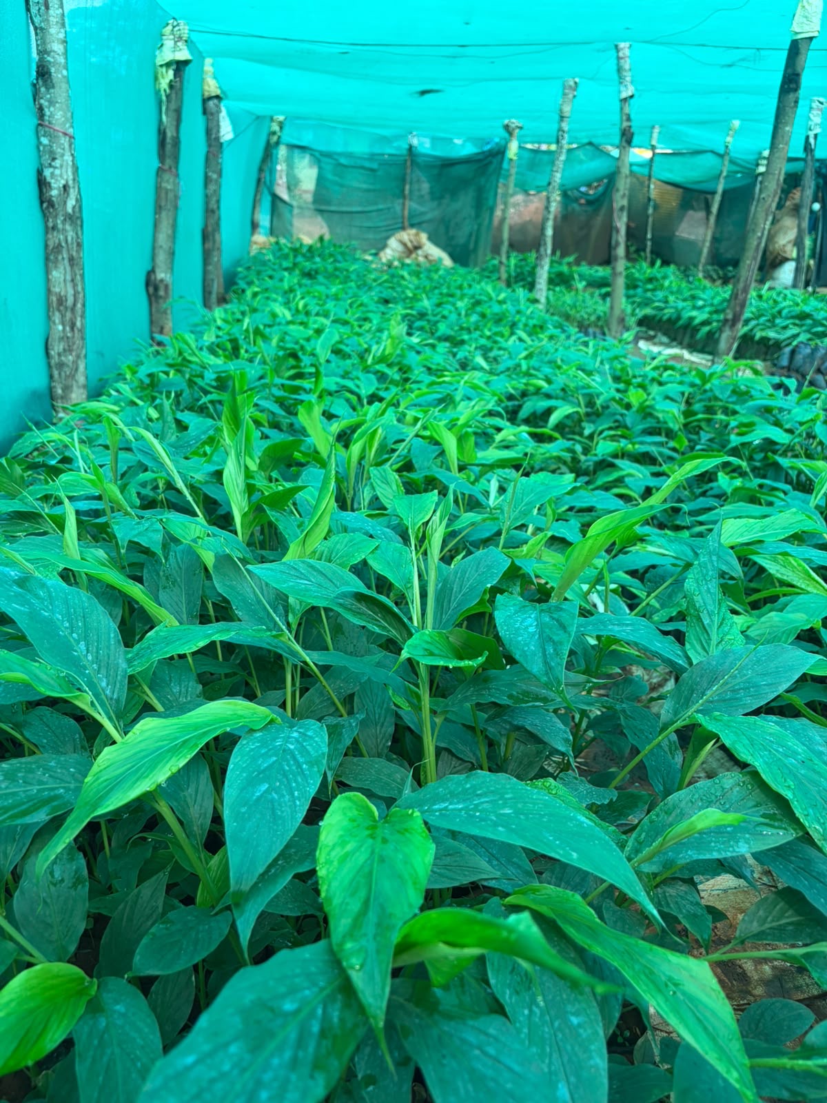 Cardamom nursery bed