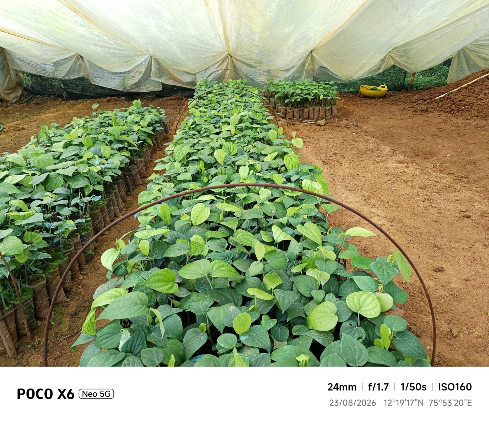 Pepper cuttings beds