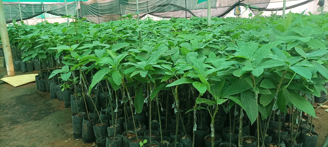 Avocado nursery rows at Kushalnagar Kodagu