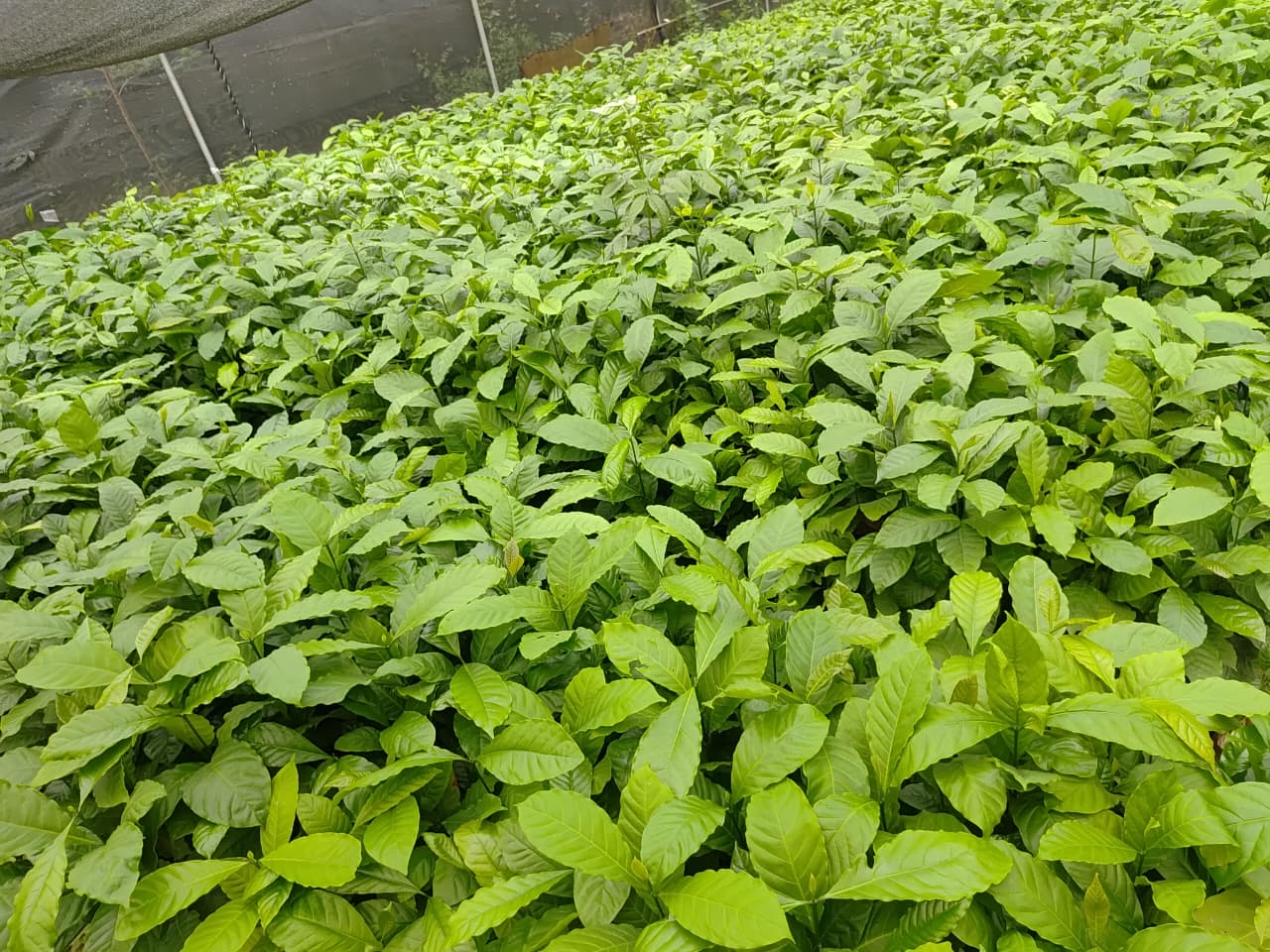 Coffee nursery seedlings in Kodagu