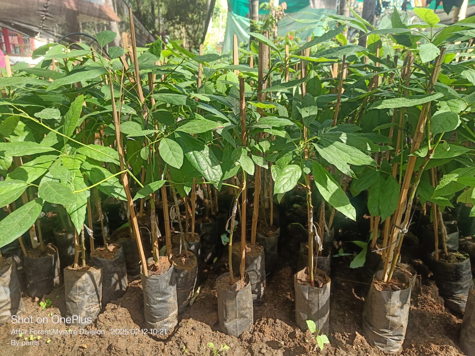 Staked grafted avocado saplings at Green Nest Nursery Kodagu