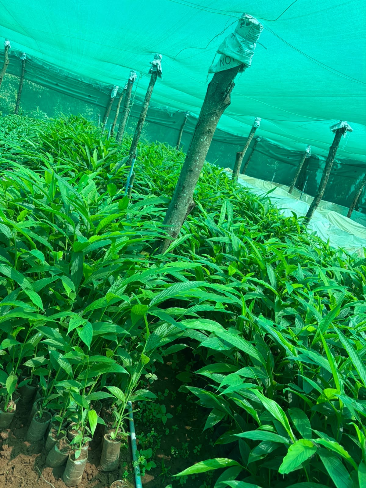Cardamom nursery under green shade netting