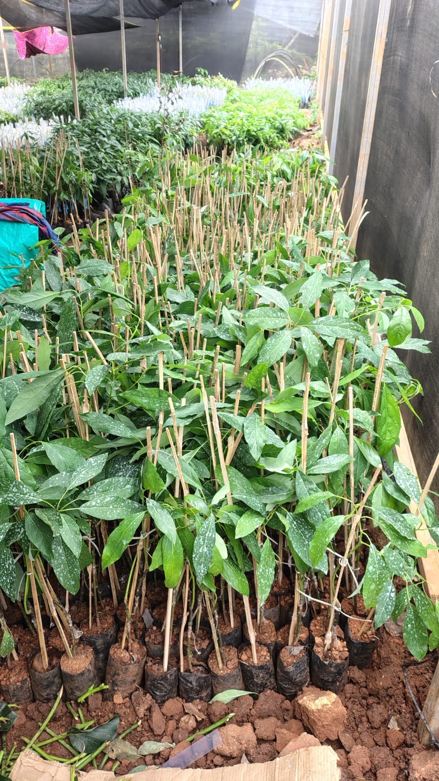 Hardened Avocado Saplings