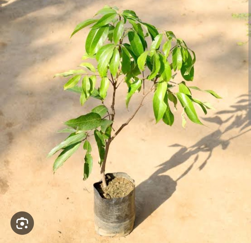 Litchi nursery plant