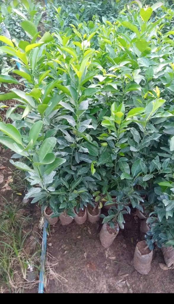 Healthy orange and lemon nursery plants