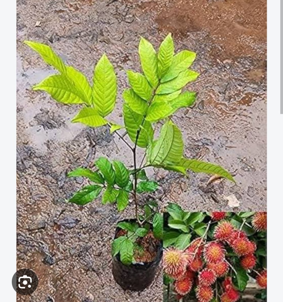 Grafted rambutan fruit plant